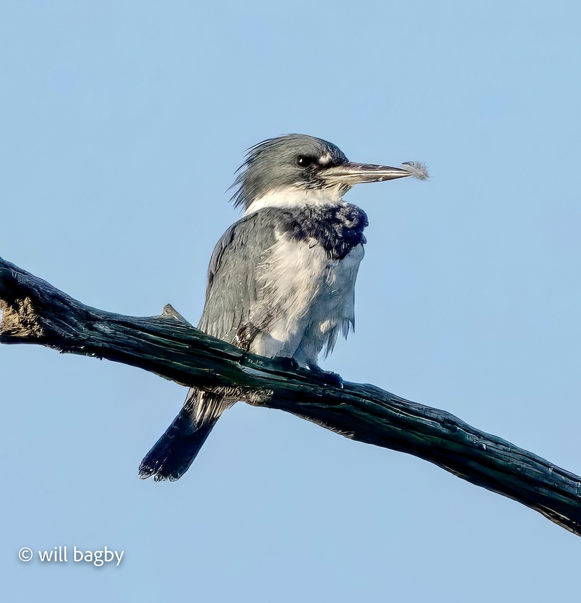 Belted Kingfisher - ML640835849