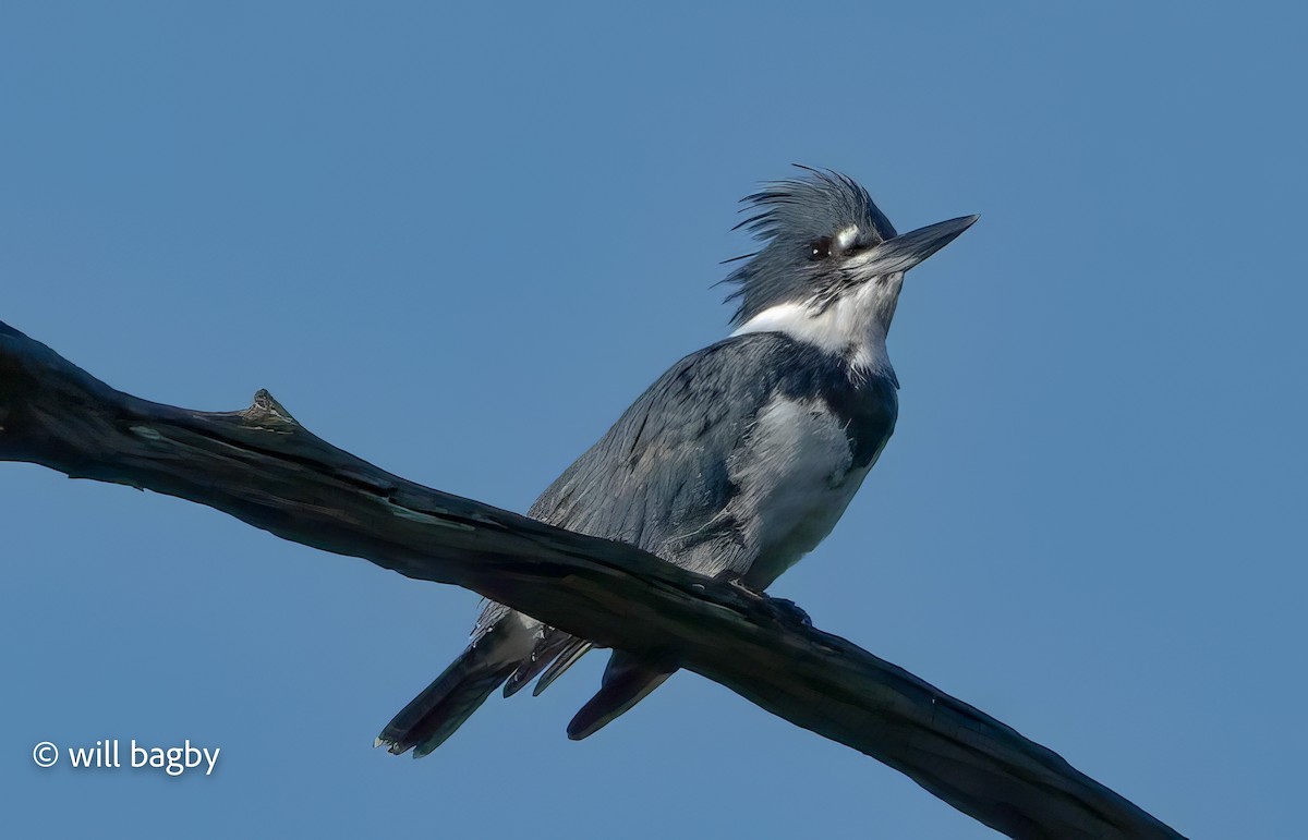 Belted Kingfisher - ML640835850