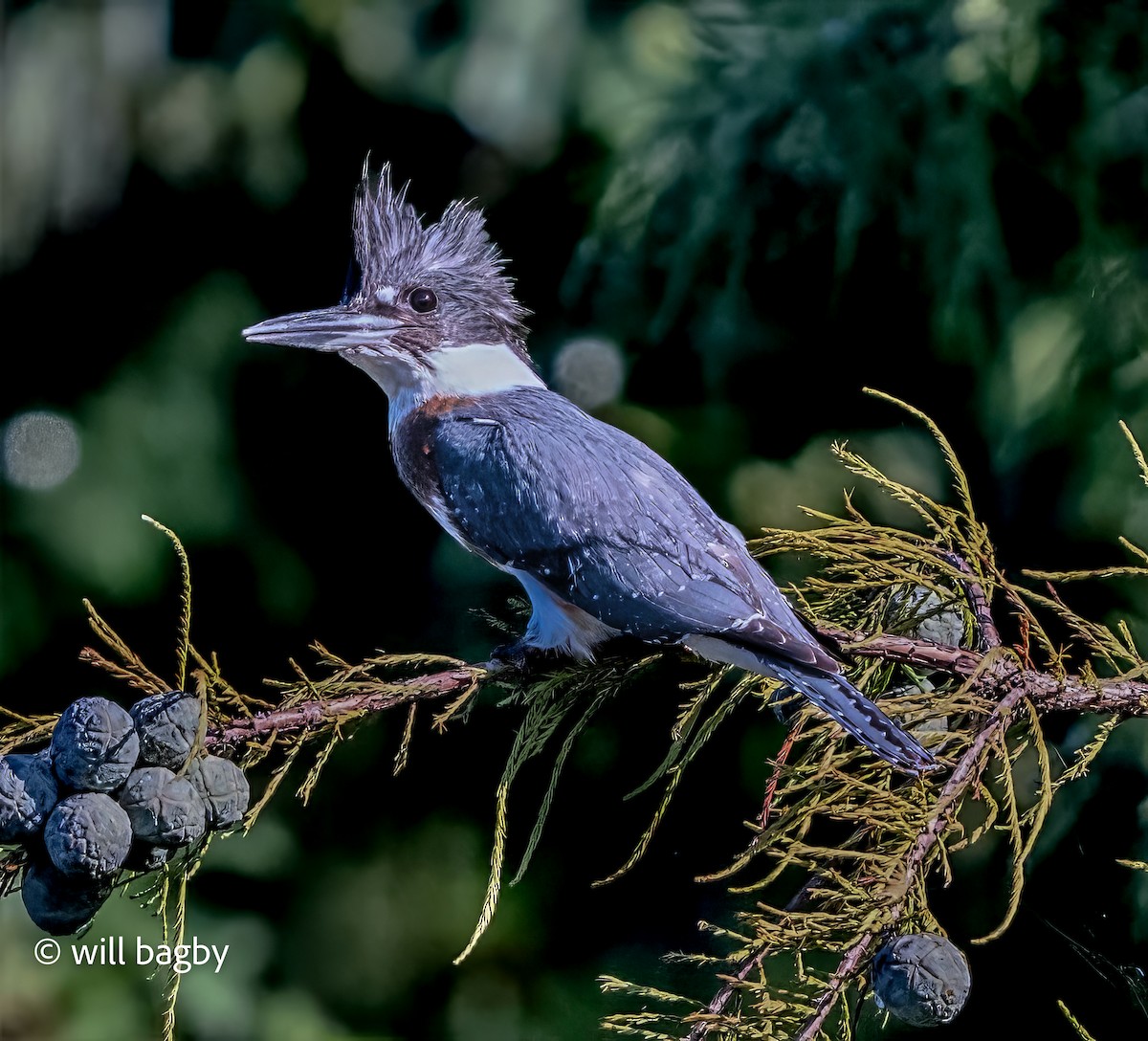 Belted Kingfisher - ML640835851