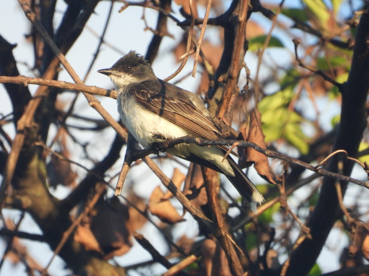 Eastern Kingbird - ML640835857