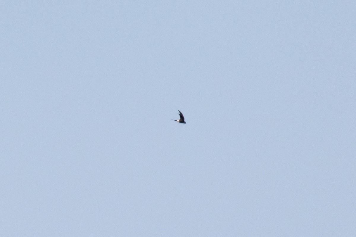 Pacific Swift - ML640835875