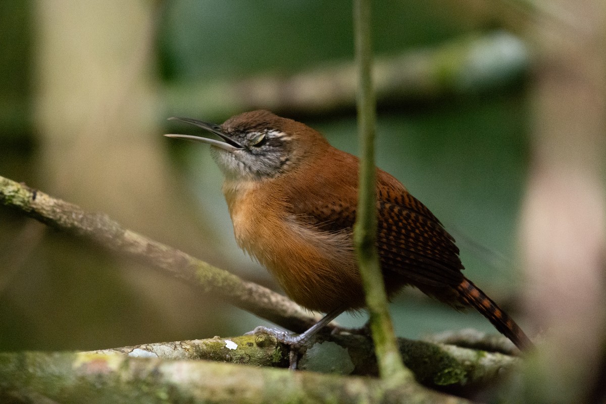 Long-billed Wren - ML640835881