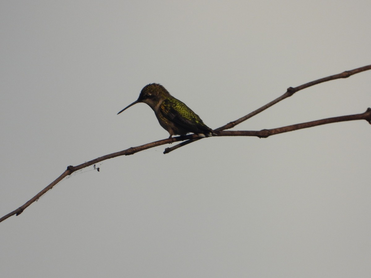 Ruby-throated Hummingbird - ML640835895