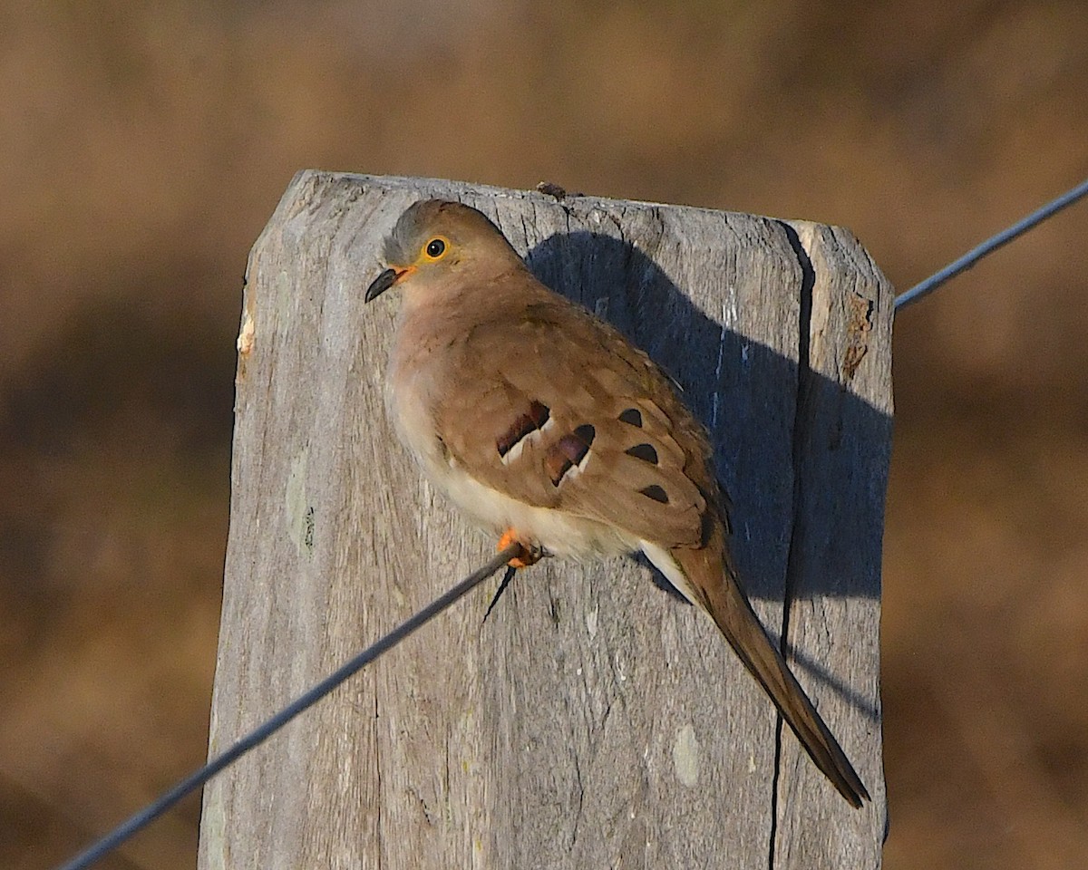Long-tailed Ground Dove - ML640835900