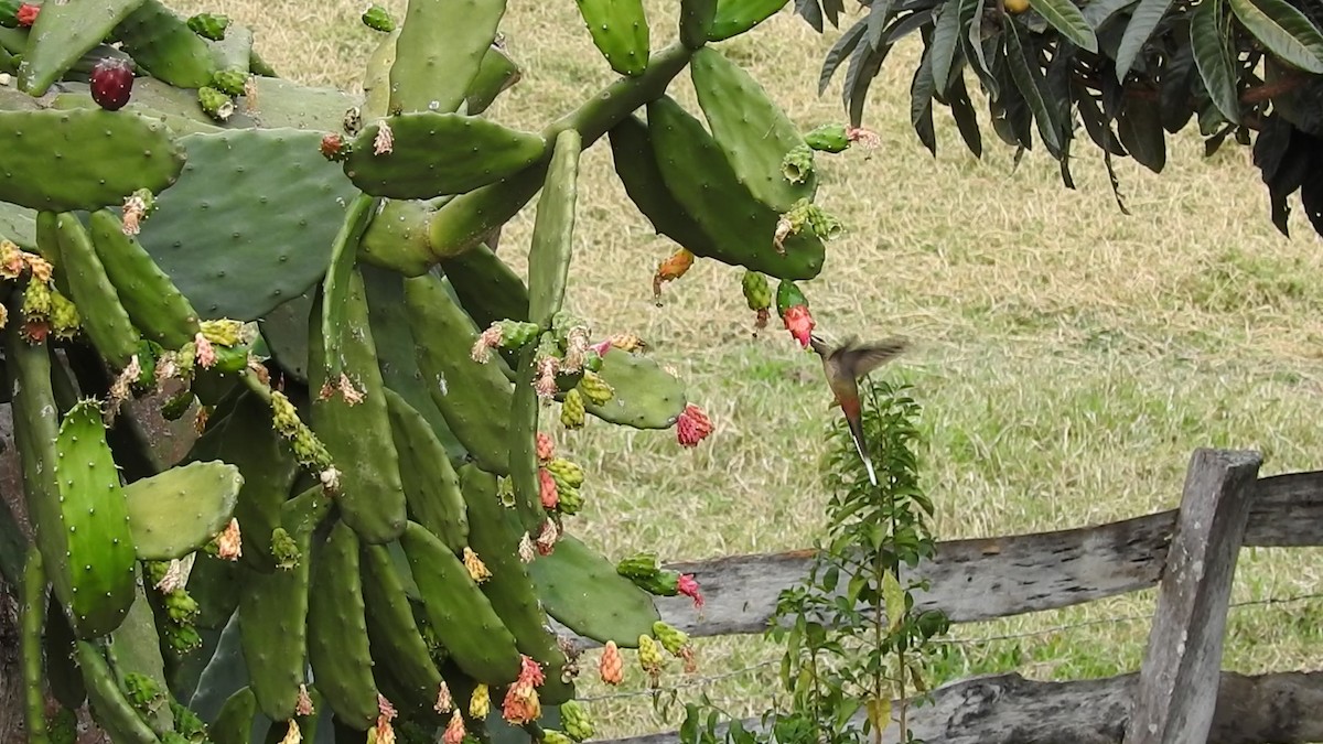 Planalto Hermit - ML640835916