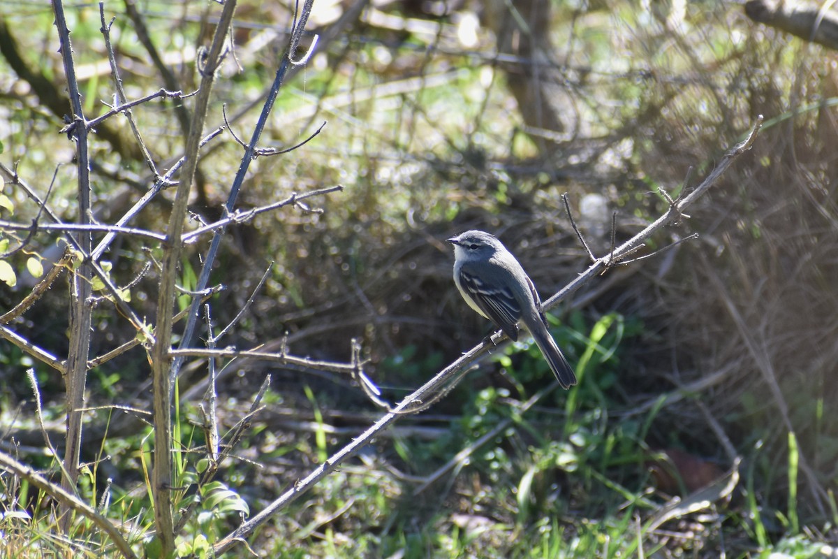 White-crested Tyrannulet - ML640835917