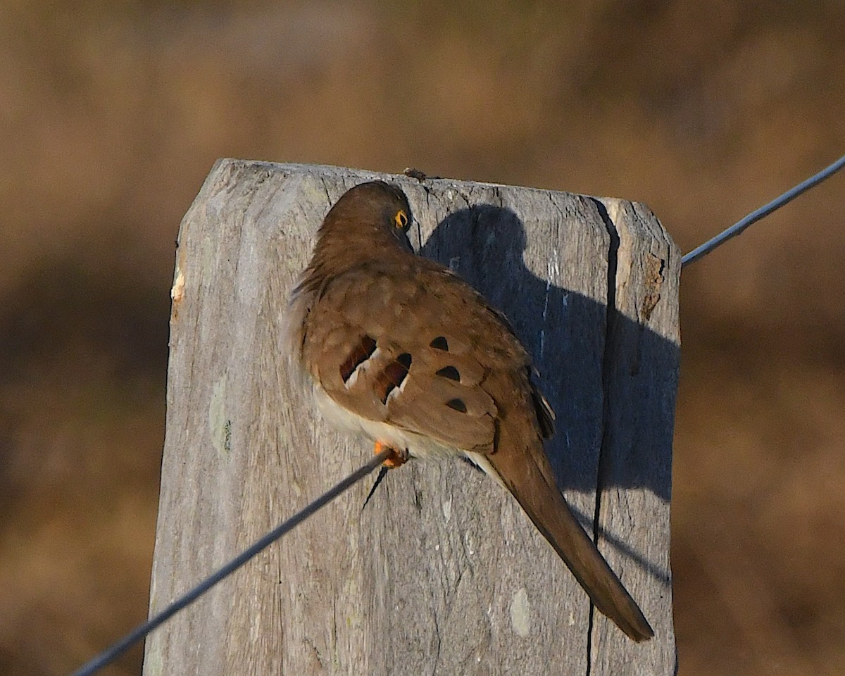 Long-tailed Ground Dove - ML640835933