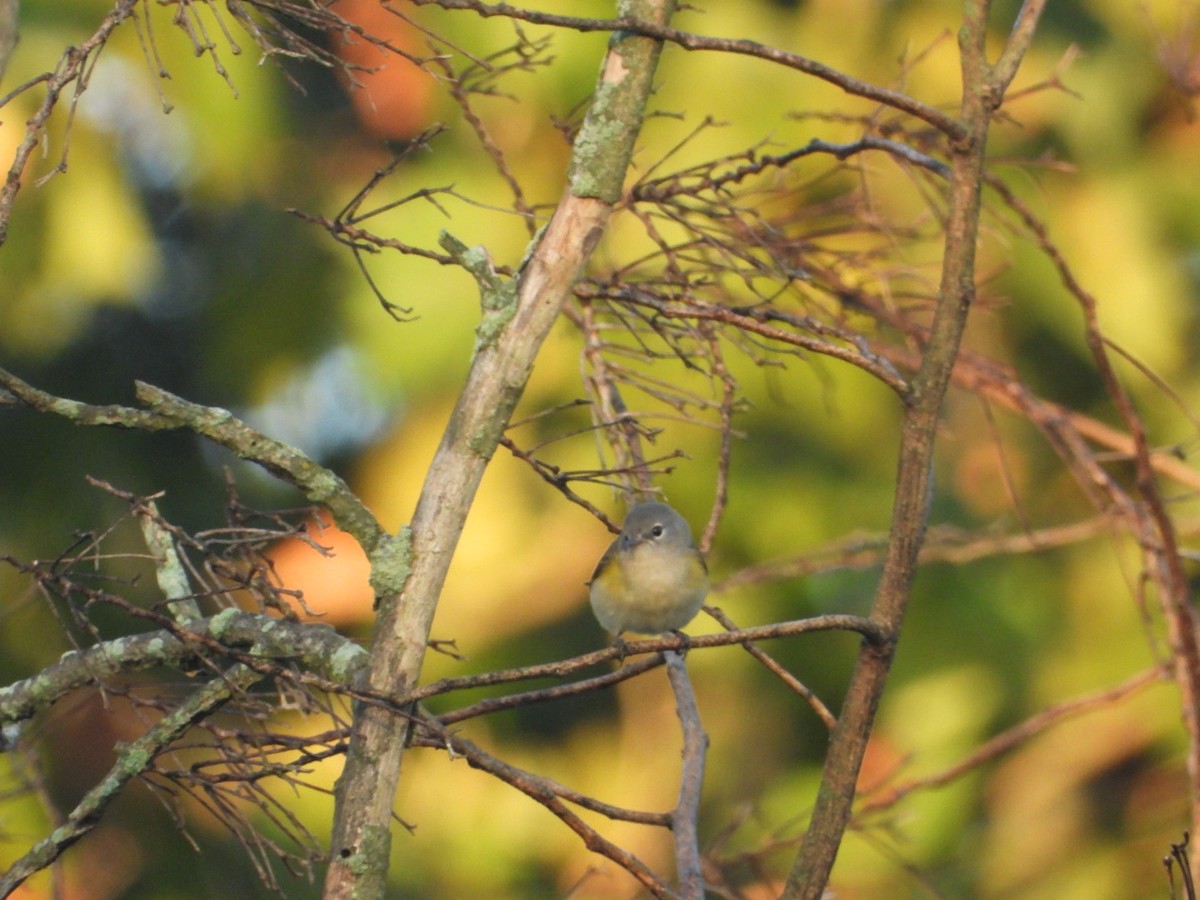 American Redstart - ML640835941