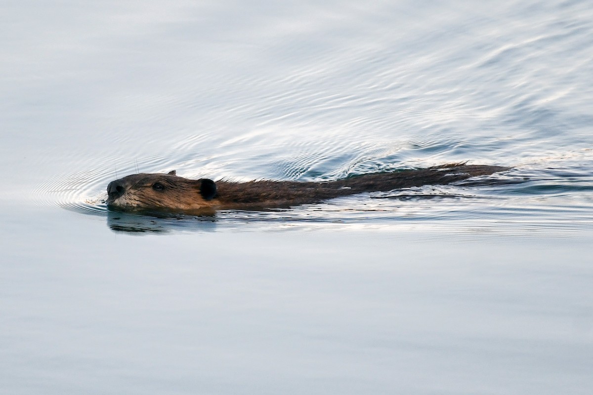 American Beaver - ML640835990