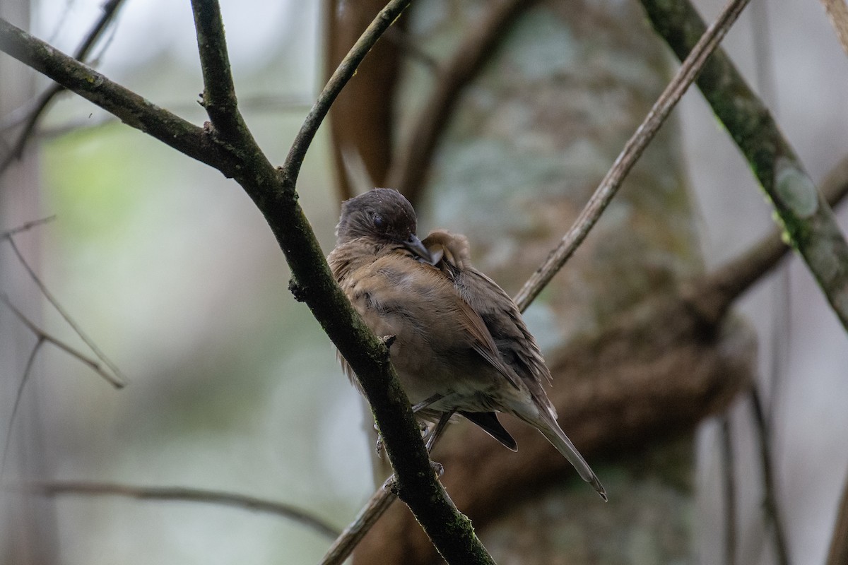 Pale-breasted Thrush - ML640836004