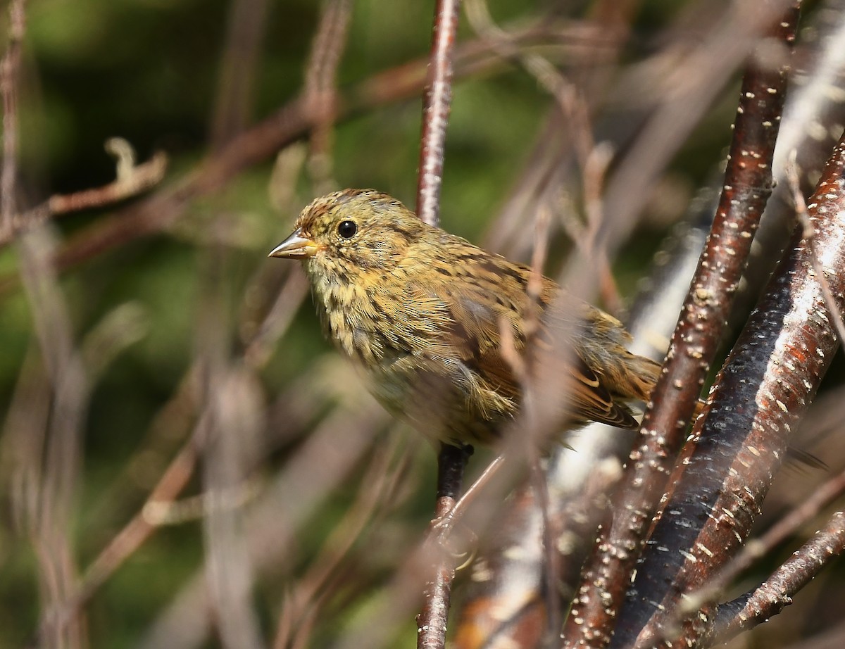 Lincoln's Sparrow - ML640836011