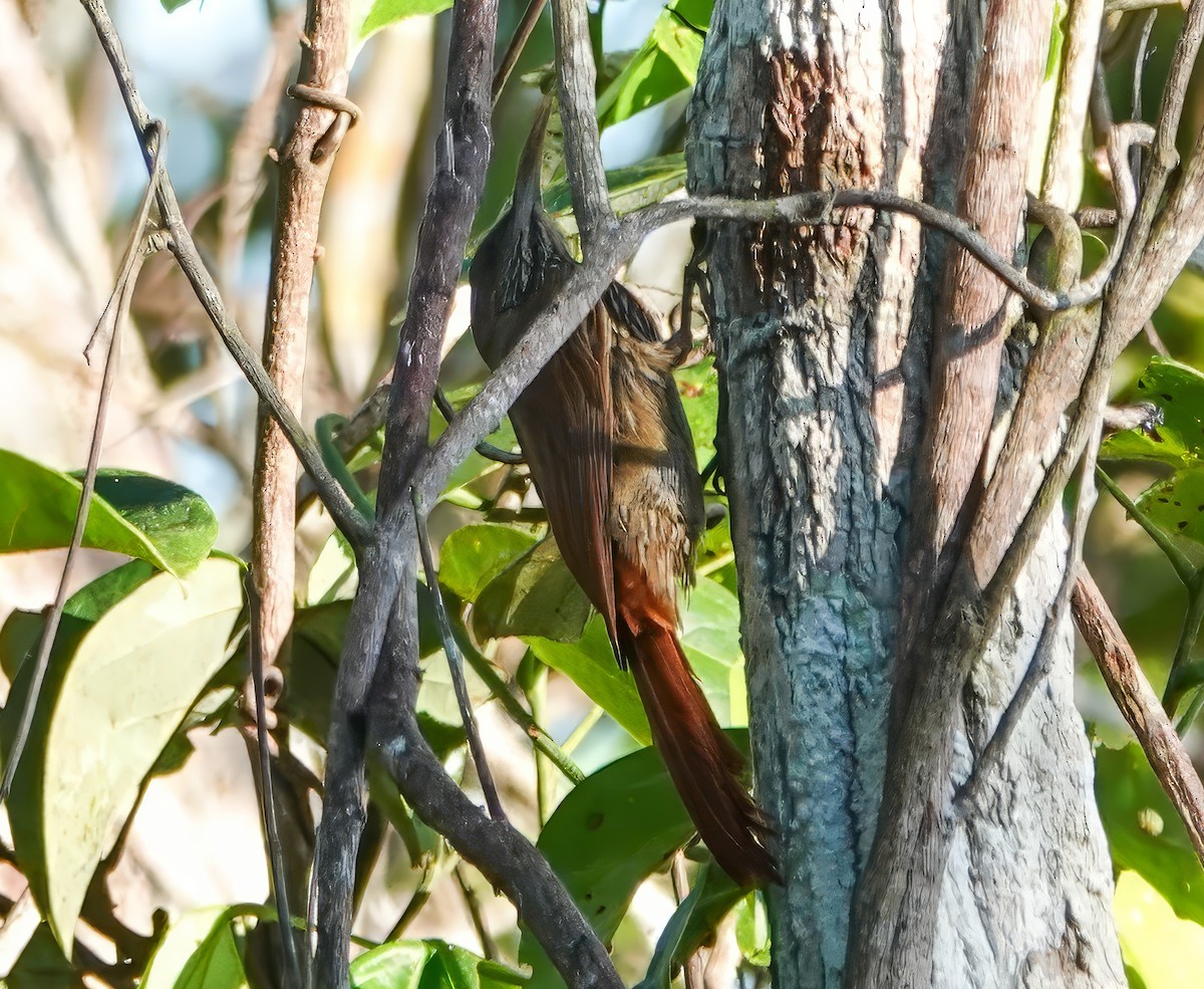 Dusky-capped Woodcreeper - ML640836034