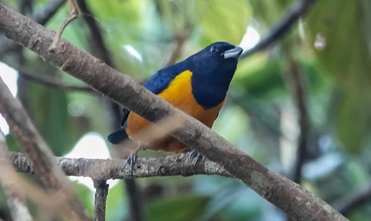 Rufous-bellied Euphonia - ML640836068