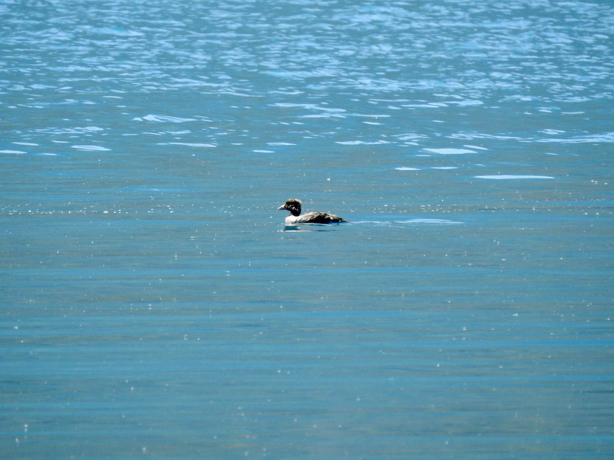 Barrow's Goldeneye - ML640836069