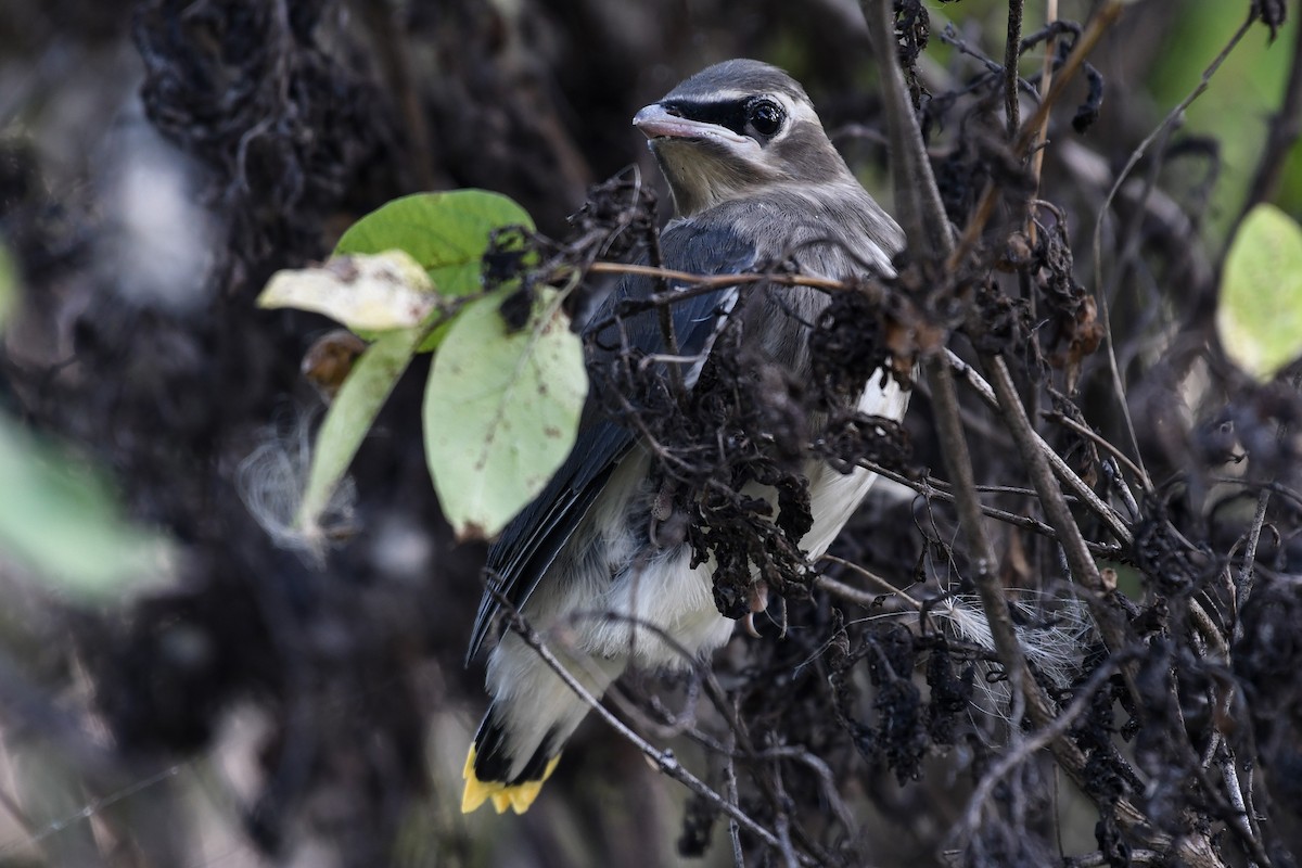 Cedar Waxwing - ML640836090