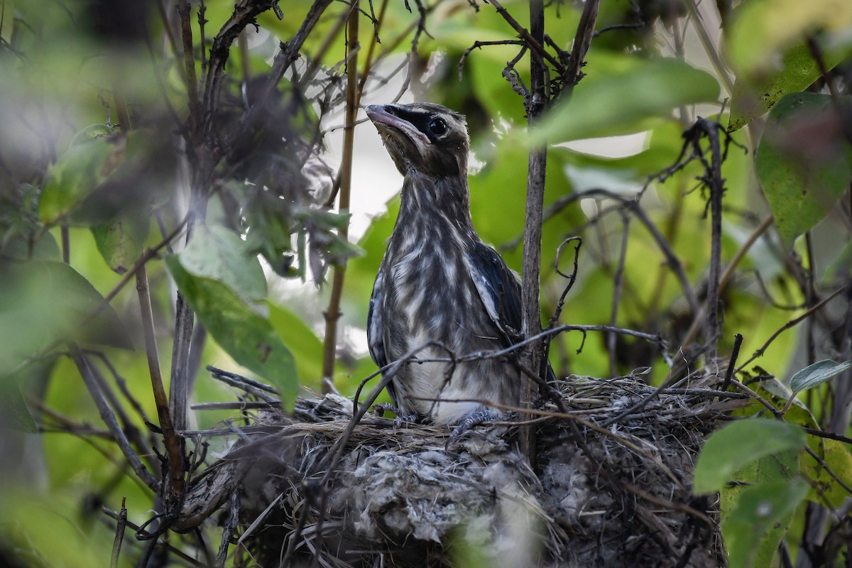 Cedar Waxwing - ML640836091