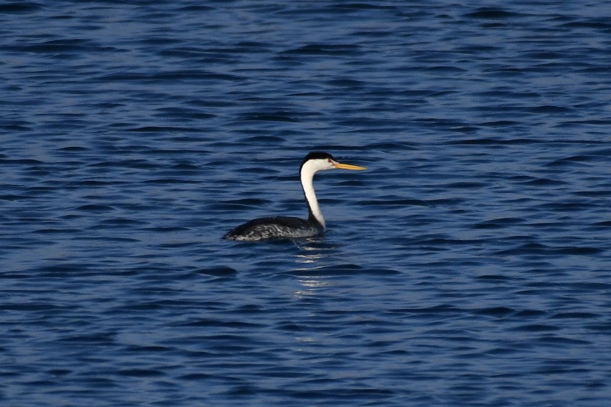 Clark's Grebe - ML640836108