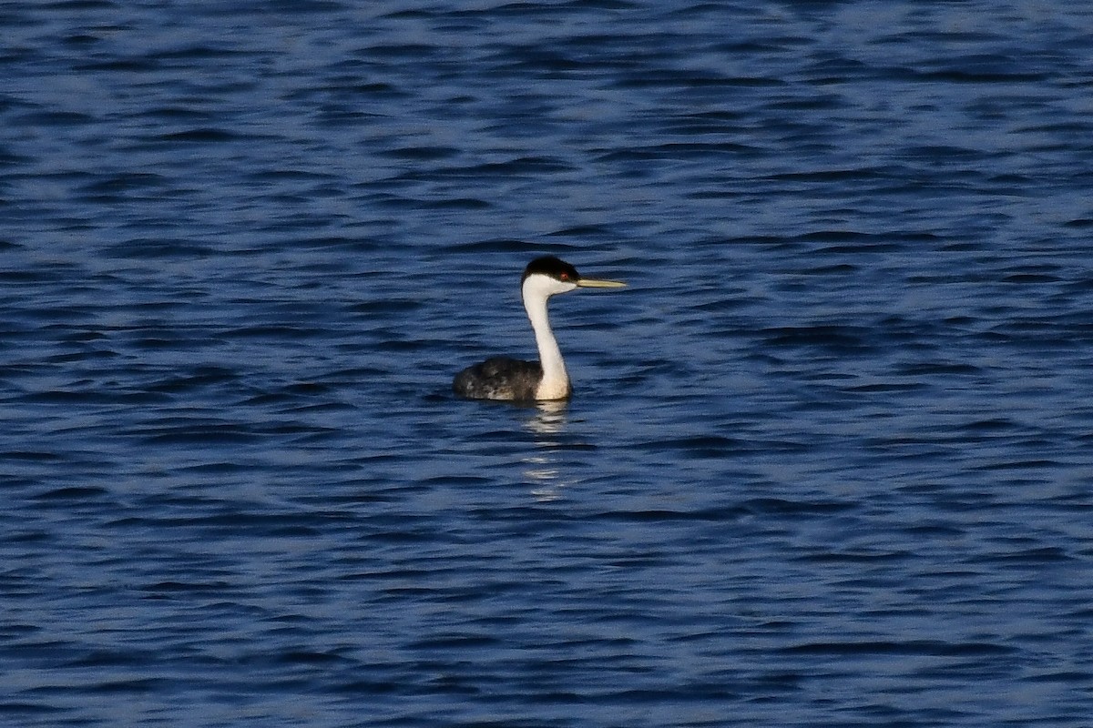 Western Grebe - ML640836112