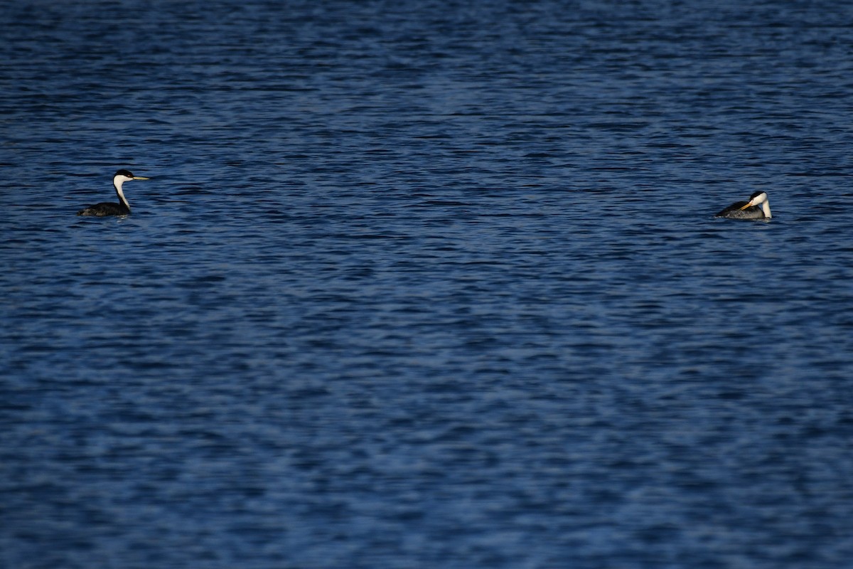 Clark's Grebe - ML640836138