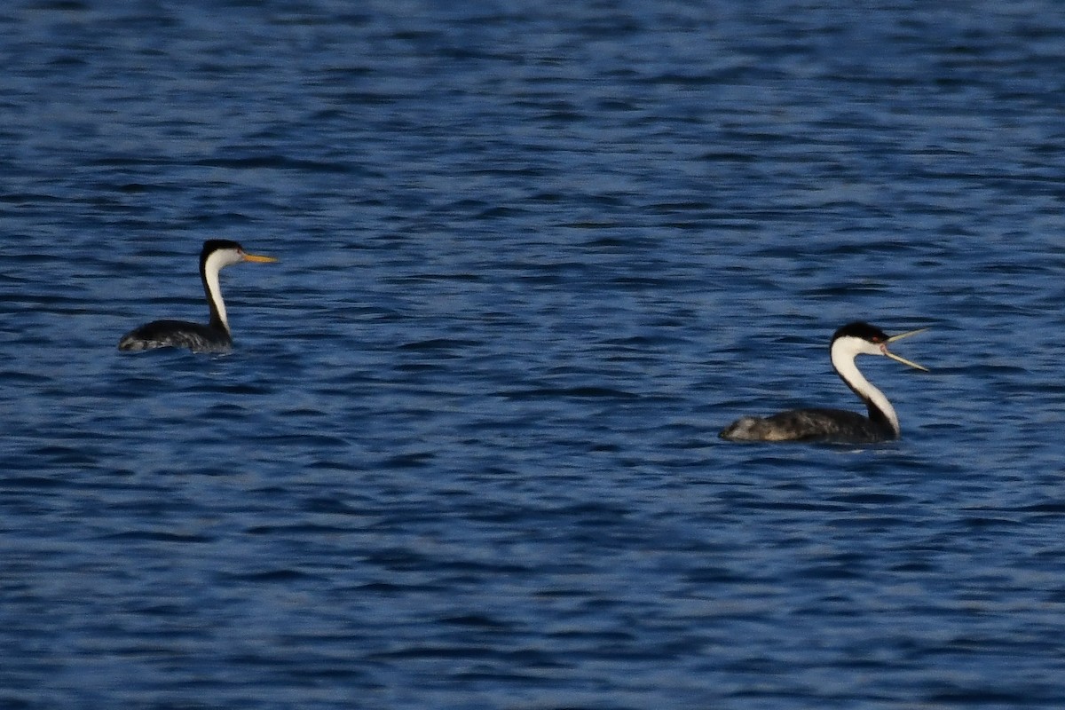 Clark's Grebe - ML640836139