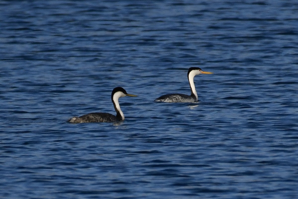 Clark's Grebe - ML640836140