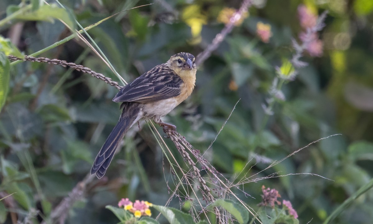 Red-cowled Widowbird - ML640836161