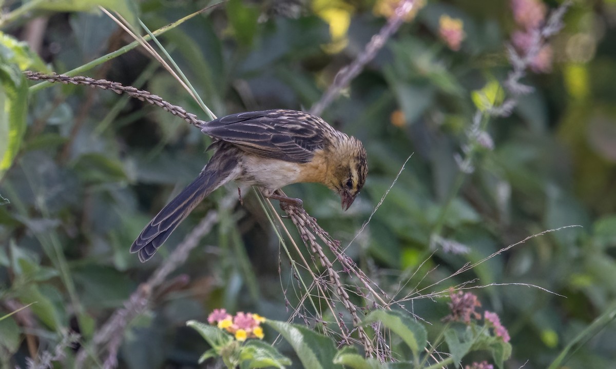 Red-cowled Widowbird - ML640836164