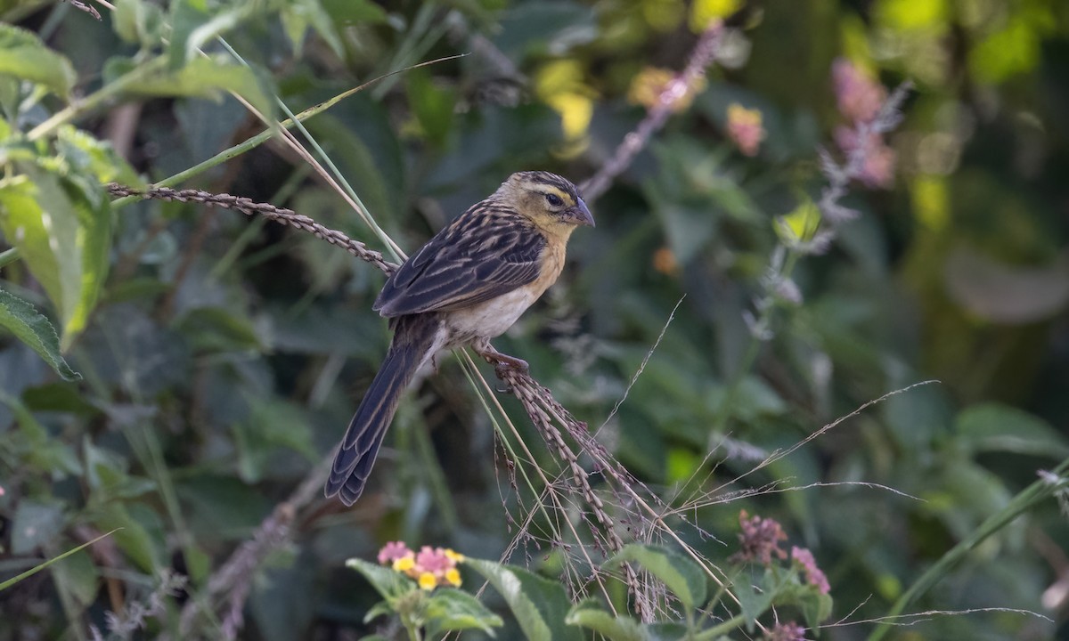 Red-cowled Widowbird - ML640836165