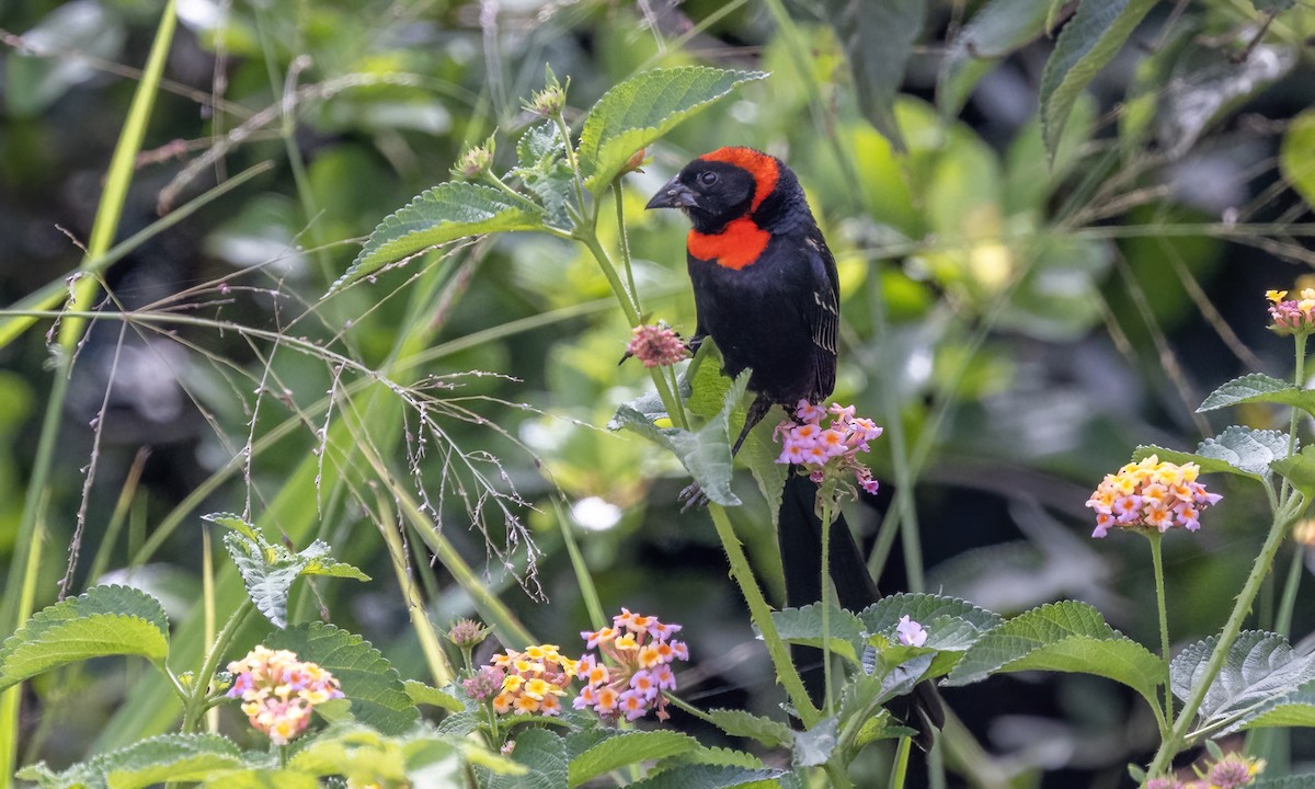 Red-cowled Widowbird - ML640836166