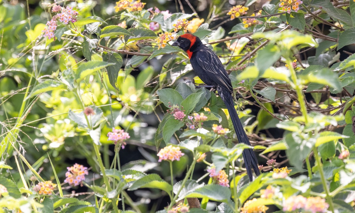 Red-cowled Widowbird - ML640836167