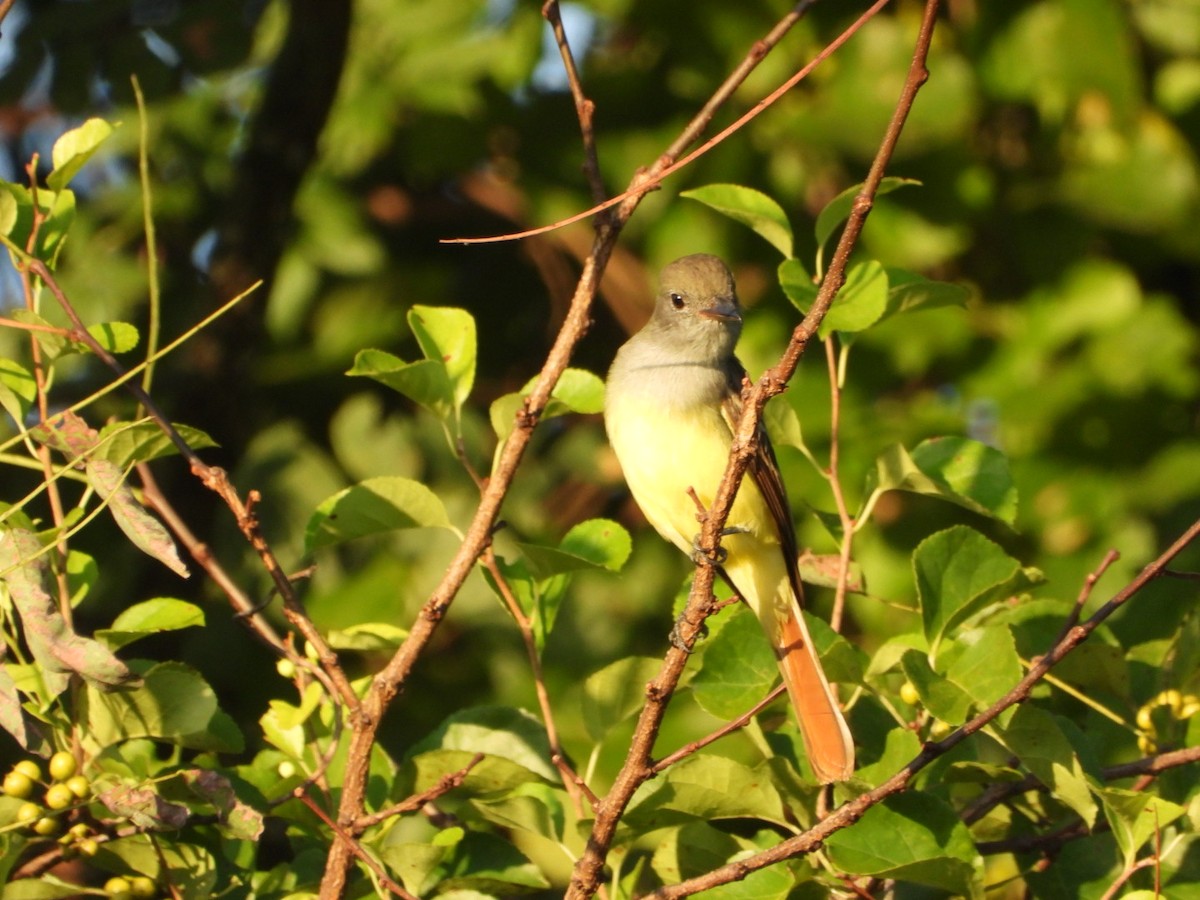 Great Crested Flycatcher - ML640836203