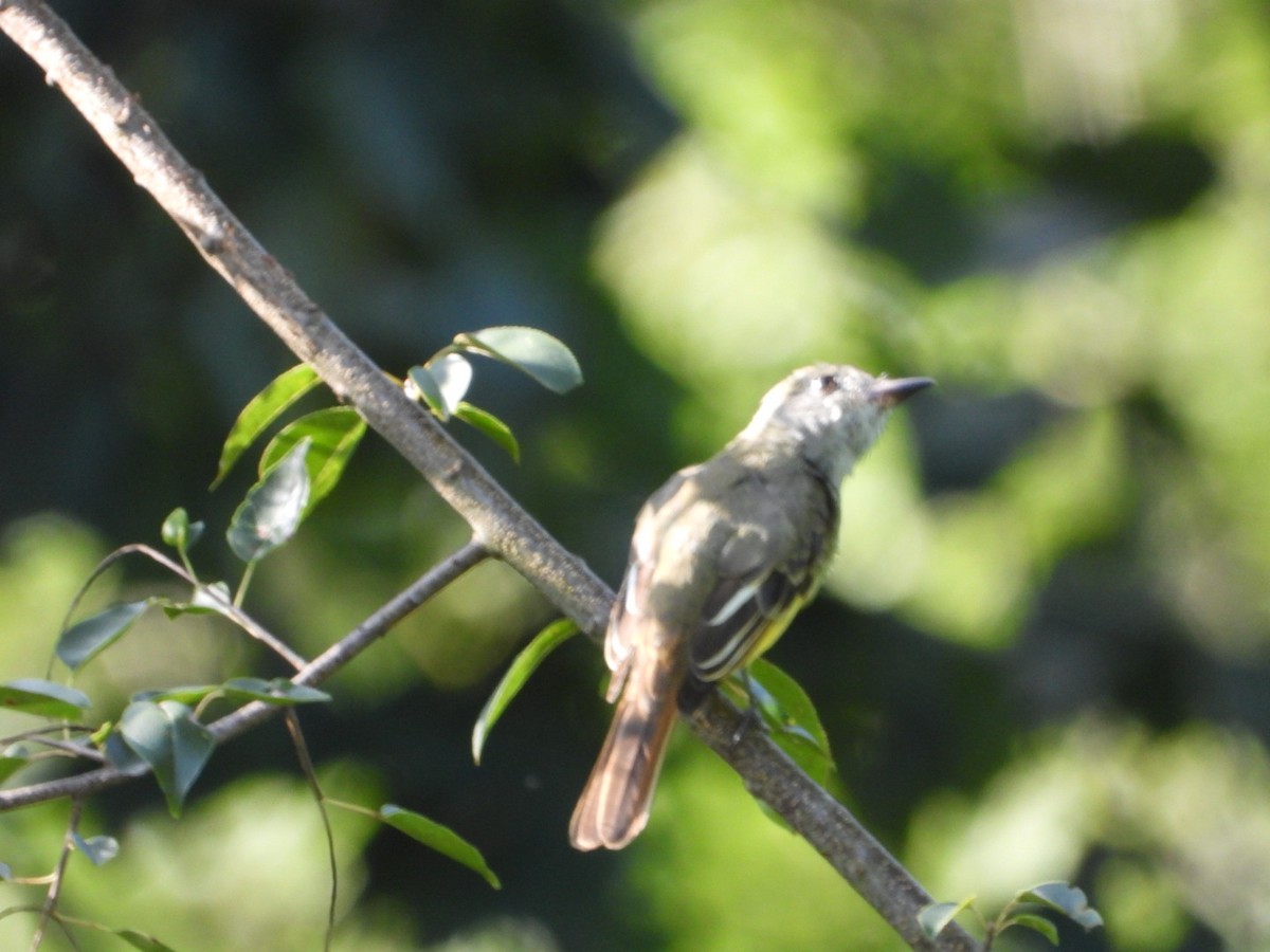 Great Crested Flycatcher - ML640836204