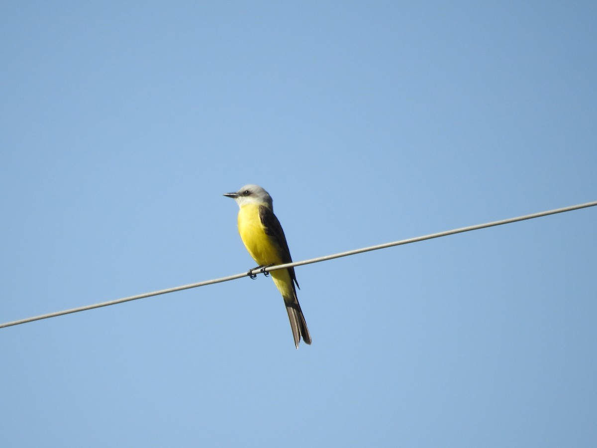 White-throated Kingbird - ML640836230