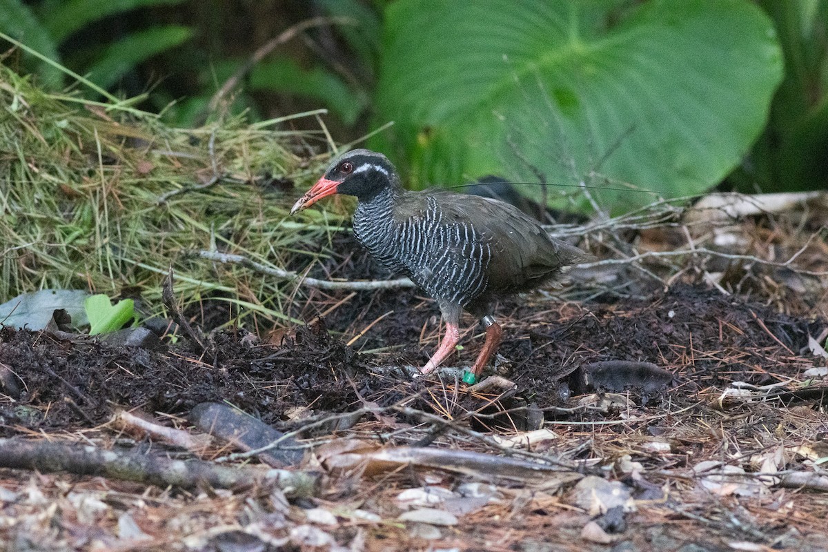 Okinawa Rail - ML640836237