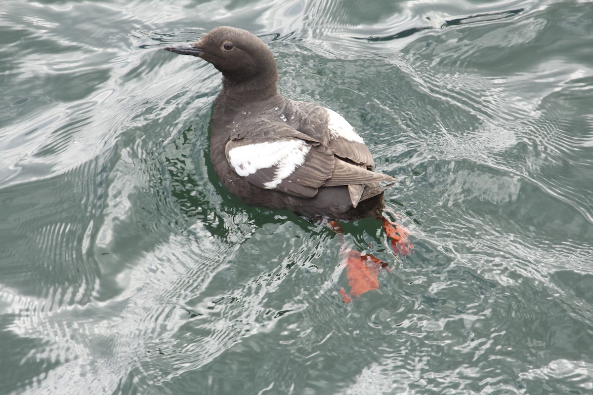Pigeon Guillemot - ML640836252