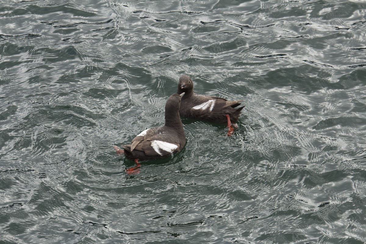 Pigeon Guillemot - ML640836254