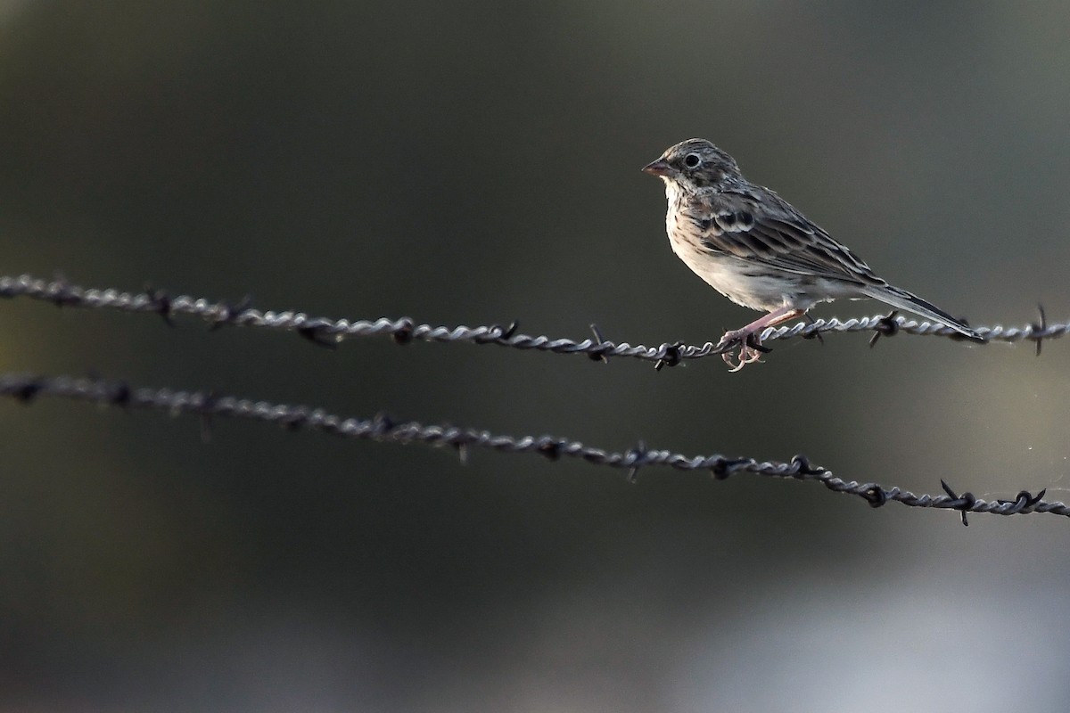 Vesper Sparrow - ML640836261