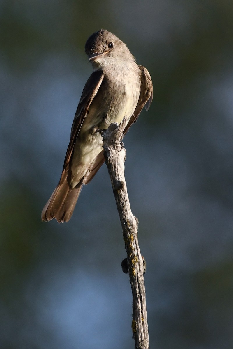 Western Wood-Pewee - ML640836302