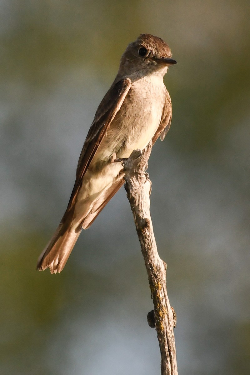 Western Wood-Pewee - ML640836359
