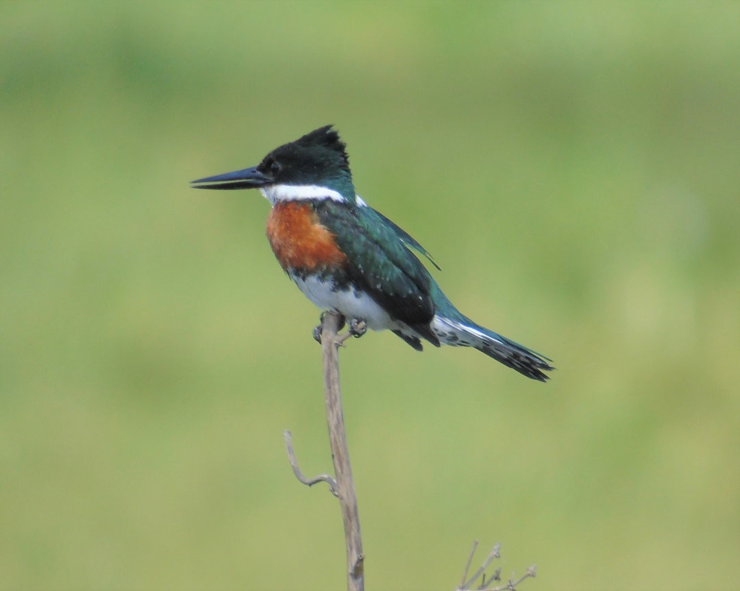 Green Kingfisher - ML640836382