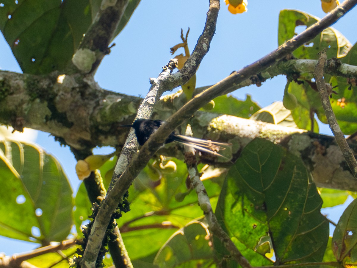 Black-bellied Thorntail - ML640836488