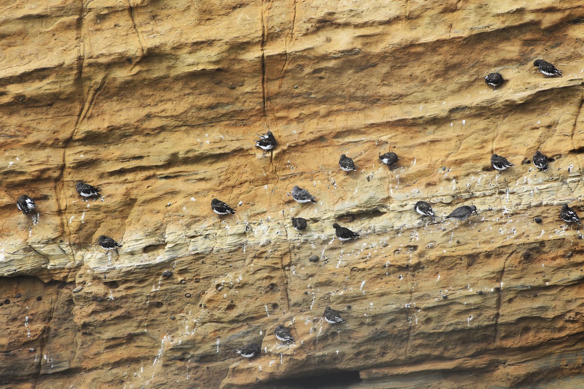 Black Turnstone - ML640836617
