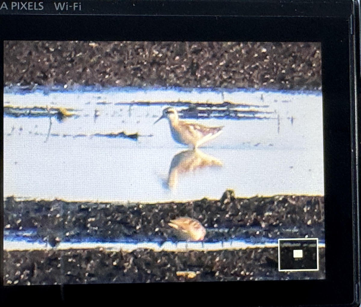 Нарийн сэлээхэй - ML640836656