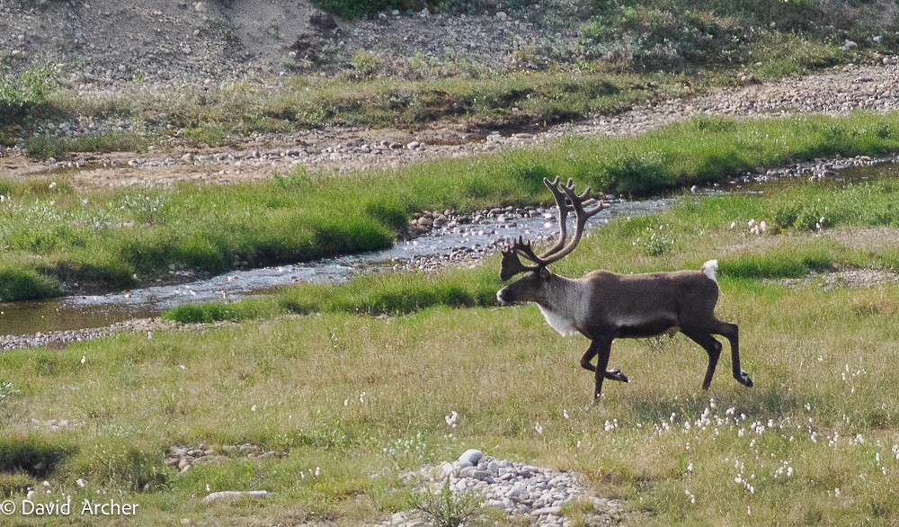 Animals - ML640836717