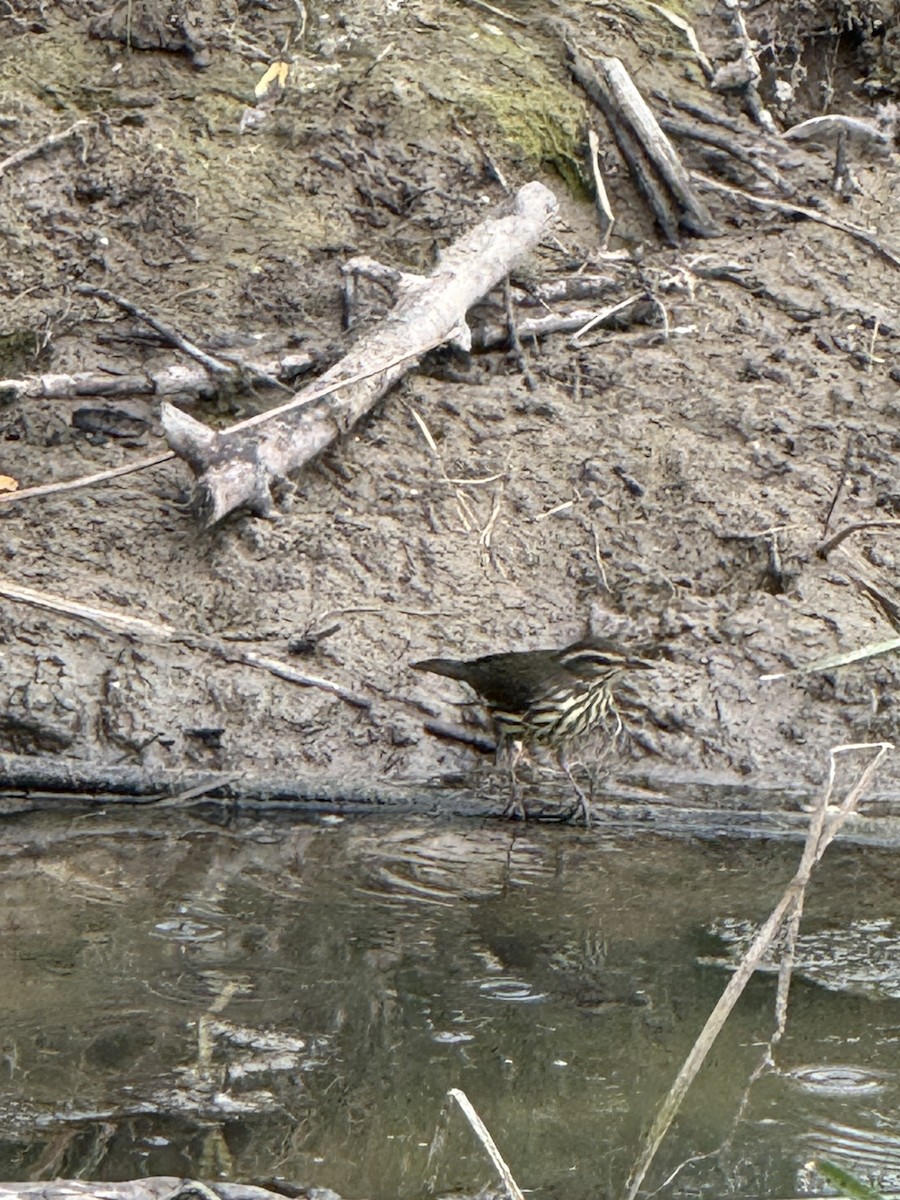 Northern Waterthrush - ML640836790