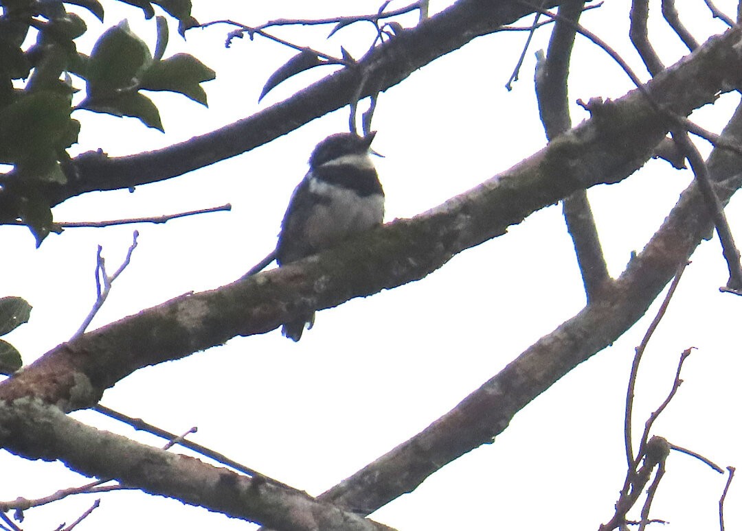 Pied Puffbird - ML640836907