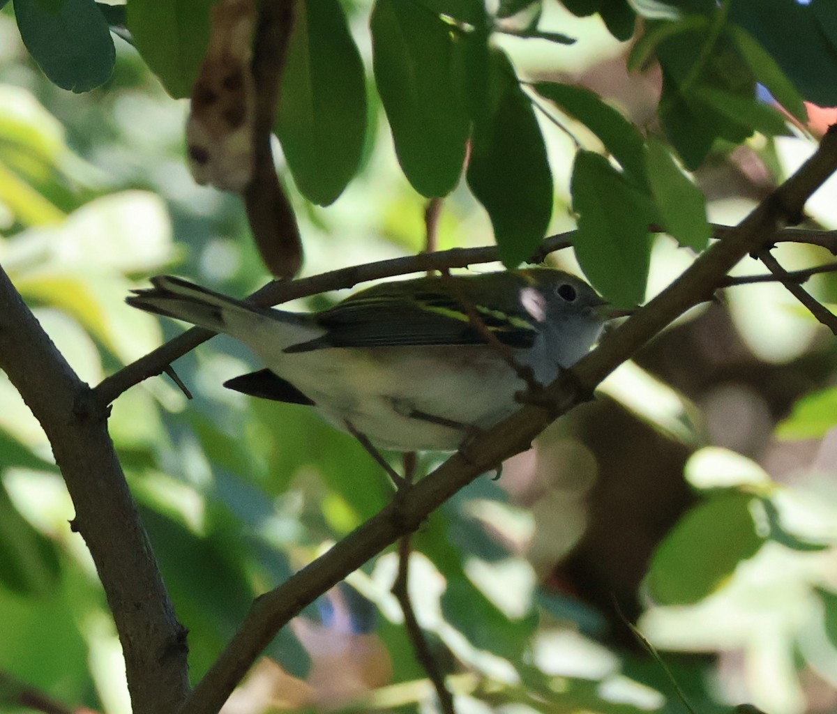 Chestnut-sided Warbler - ML640836942