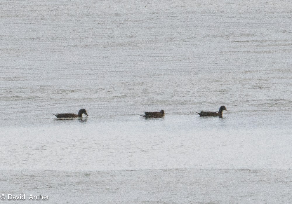 Northern Pintail - ML640836949