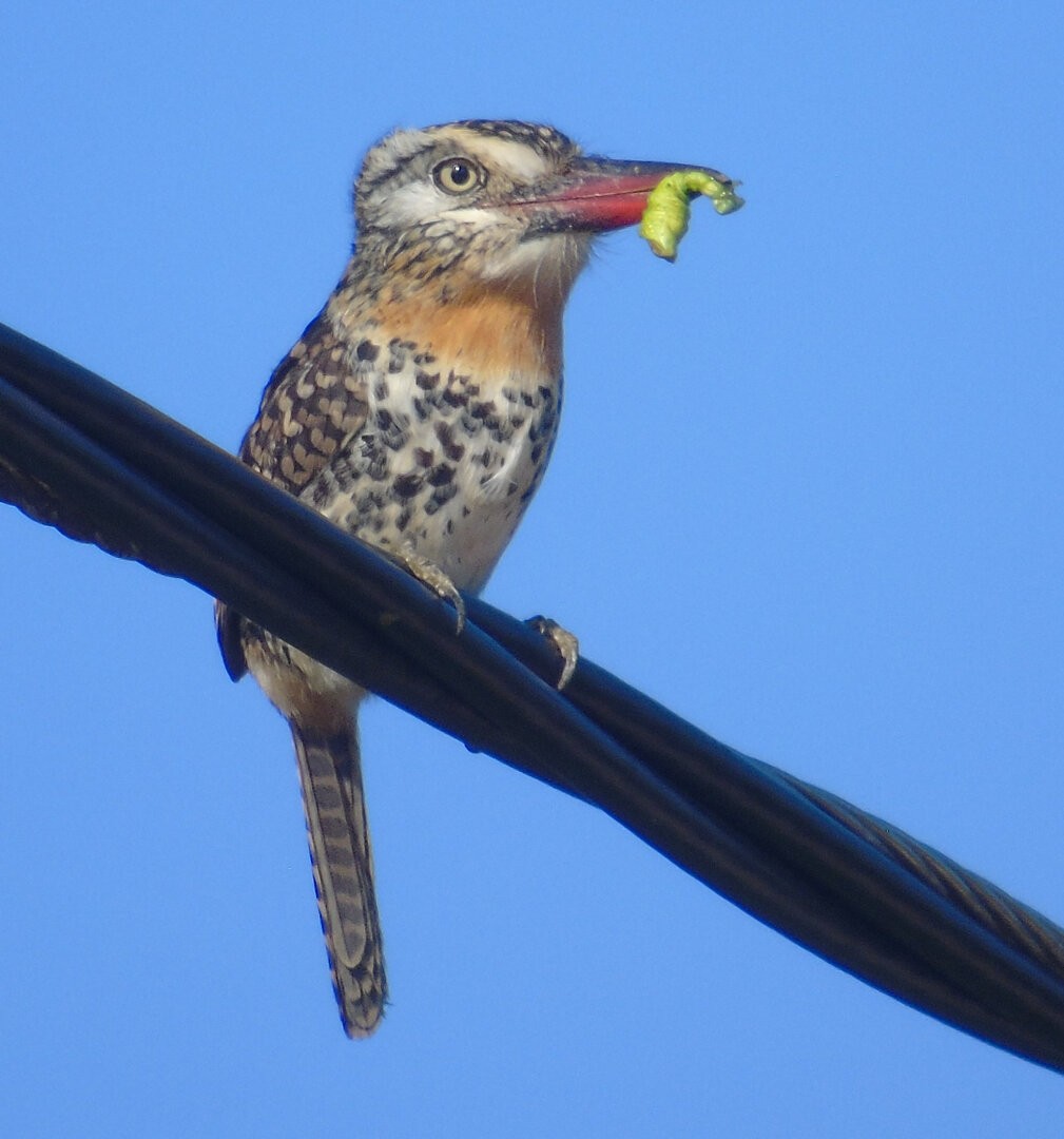 Spot-backed Puffbird (Spot-backed) - ML640836996