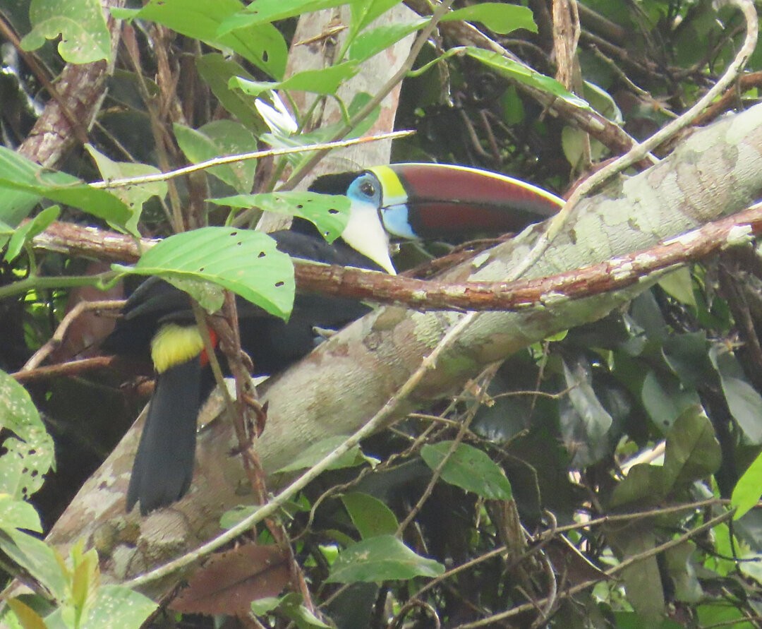 White-throated Toucan - ML640837094